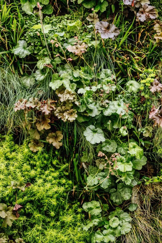 amenagement-patio-chataignier-05-mur-vegetal
