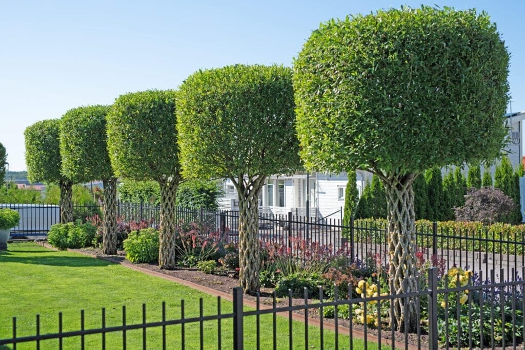 arbres tressé Baaugarden Living Art