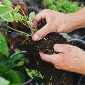 entretien-jardin-mur-vegetal-vegetaux-paysagiste