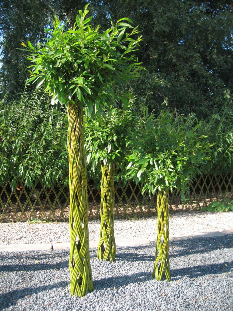 petits arbres tréssés en saule pour jardin