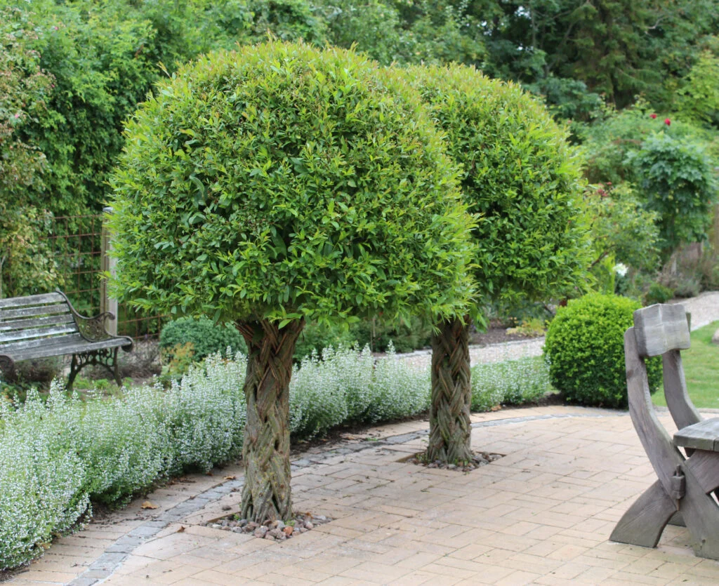 harlequin-vieux-arbre-tresse-baaugarden