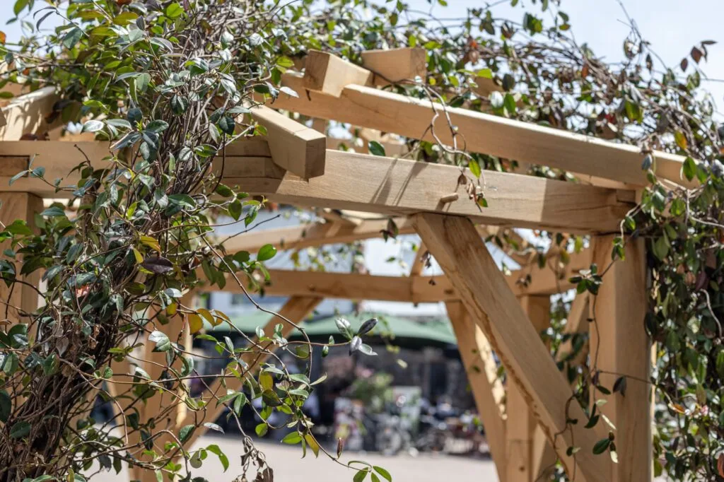 Photo d'une pergola recouverte de végétaux Sinallagma