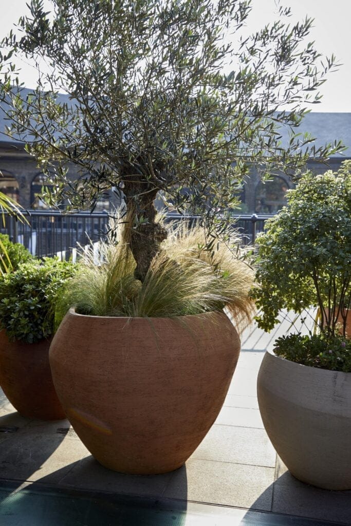 pots en argile pour terrasse