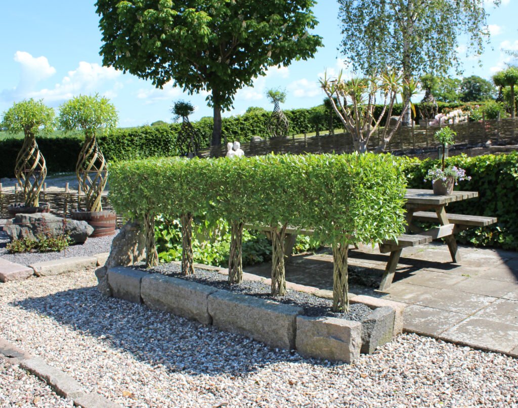 arbustres en saule pour jardin