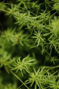 vegetaux-vegetal-landscaping-patio-architect
