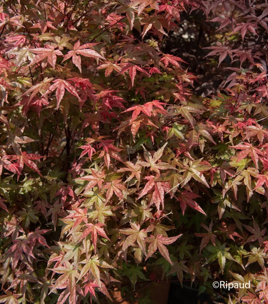 végétaux pour aménagement jardin