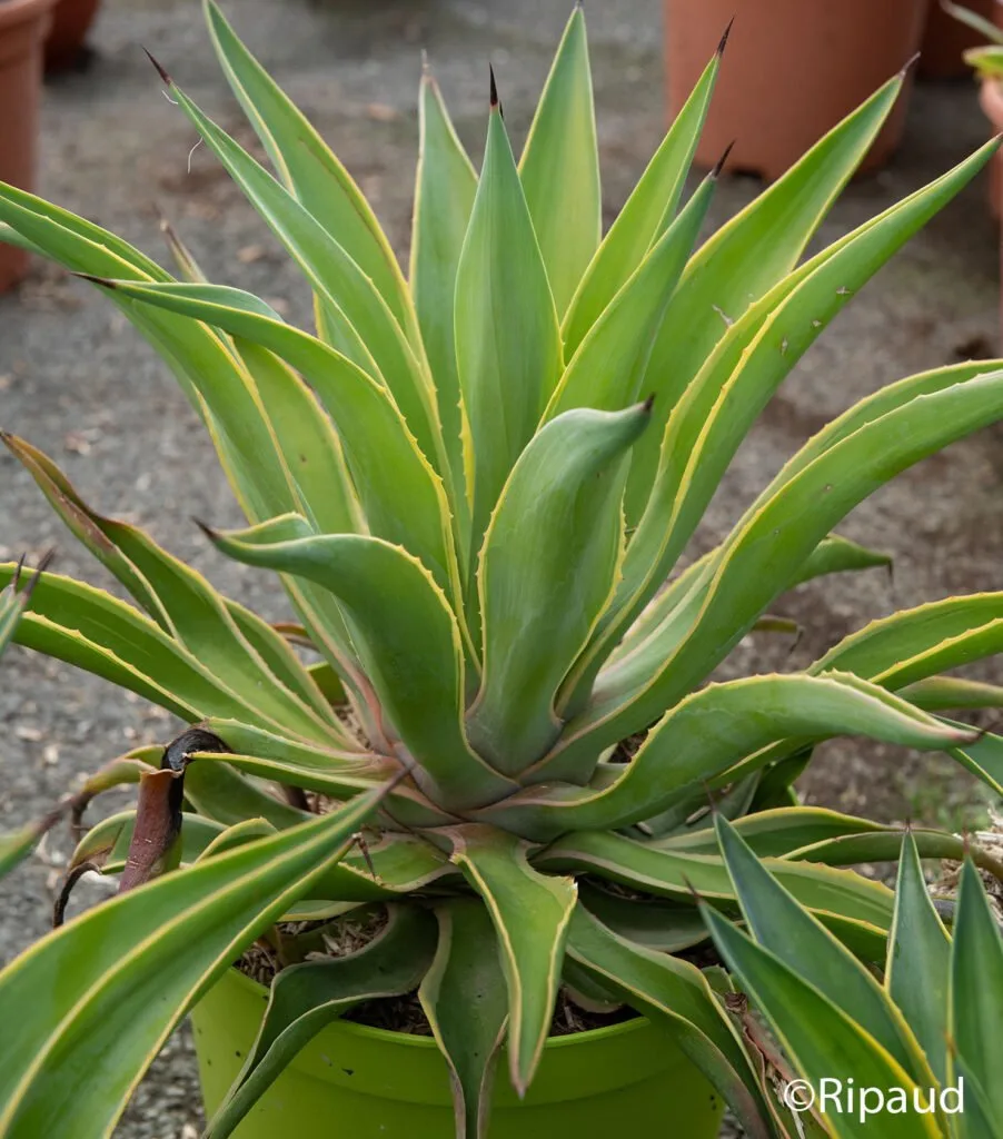 aménagement jardin agave paysagiste