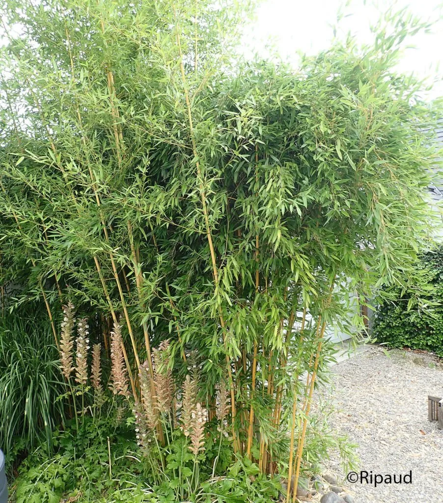 végétaux aménagement jardin paysagiste
