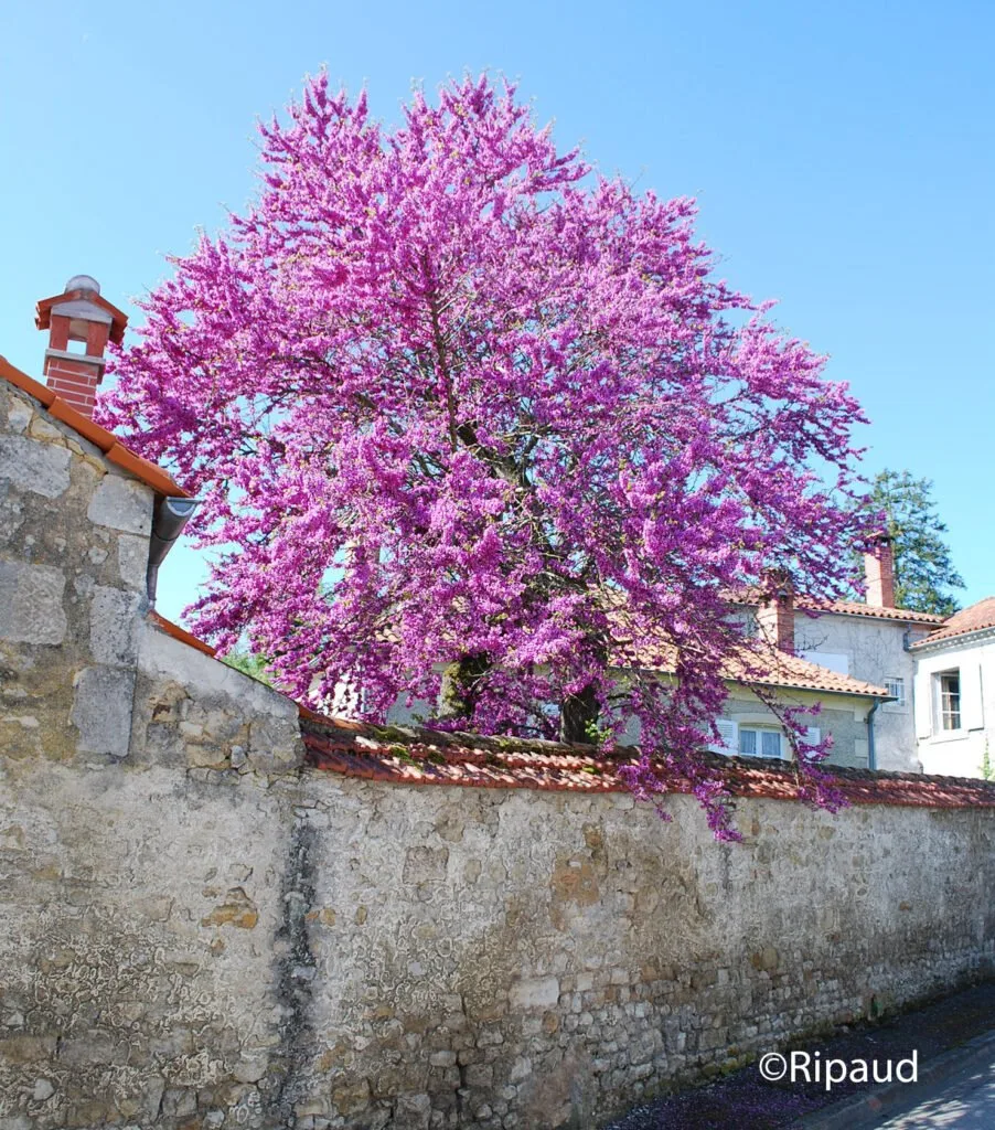 cerisier pour jardin aménagement extérieur