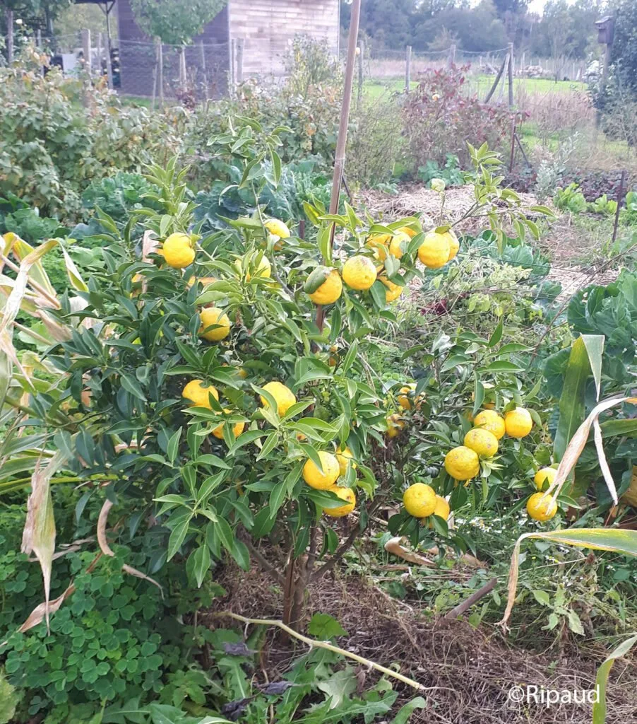 citronnier pour aménagement jardin