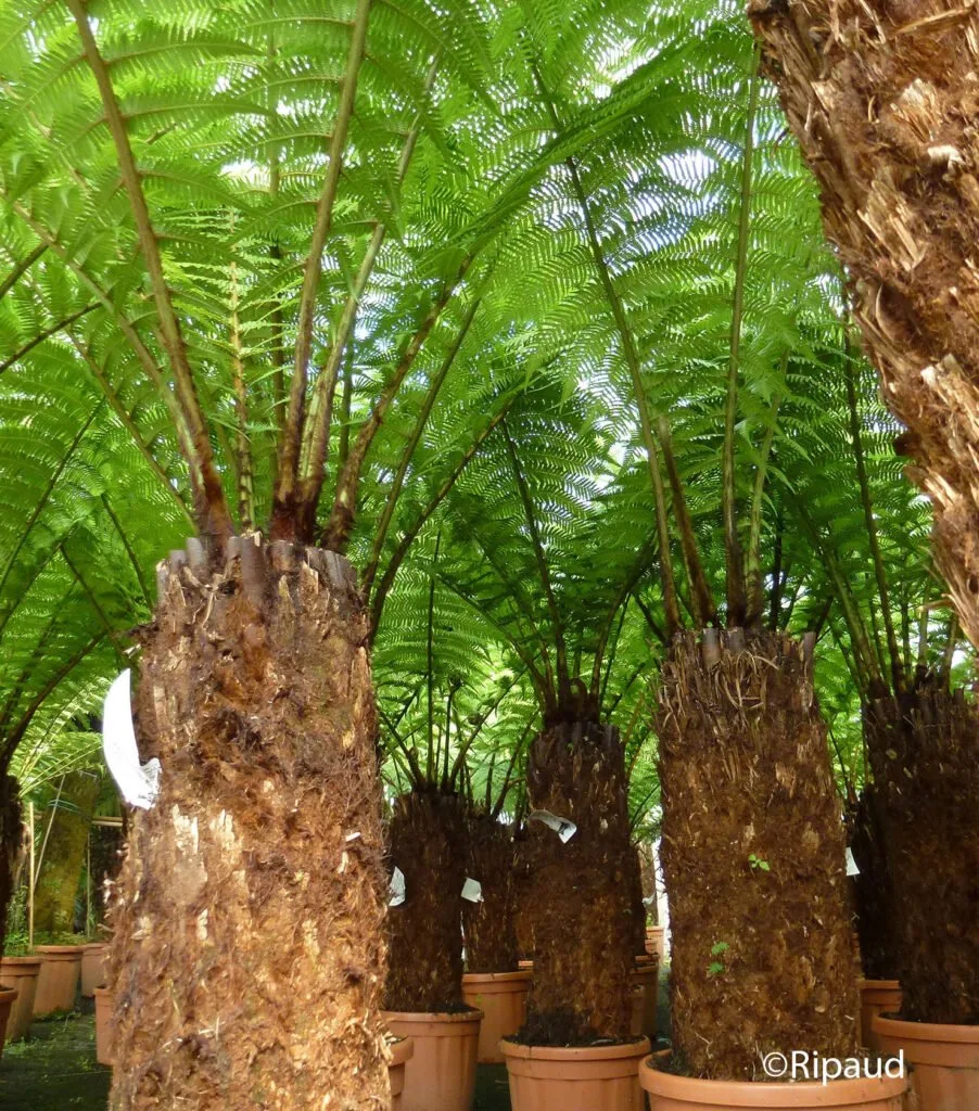 arbres pour aménagement extérieur