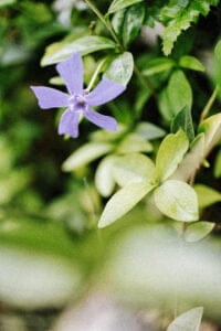 végétaux de jardins