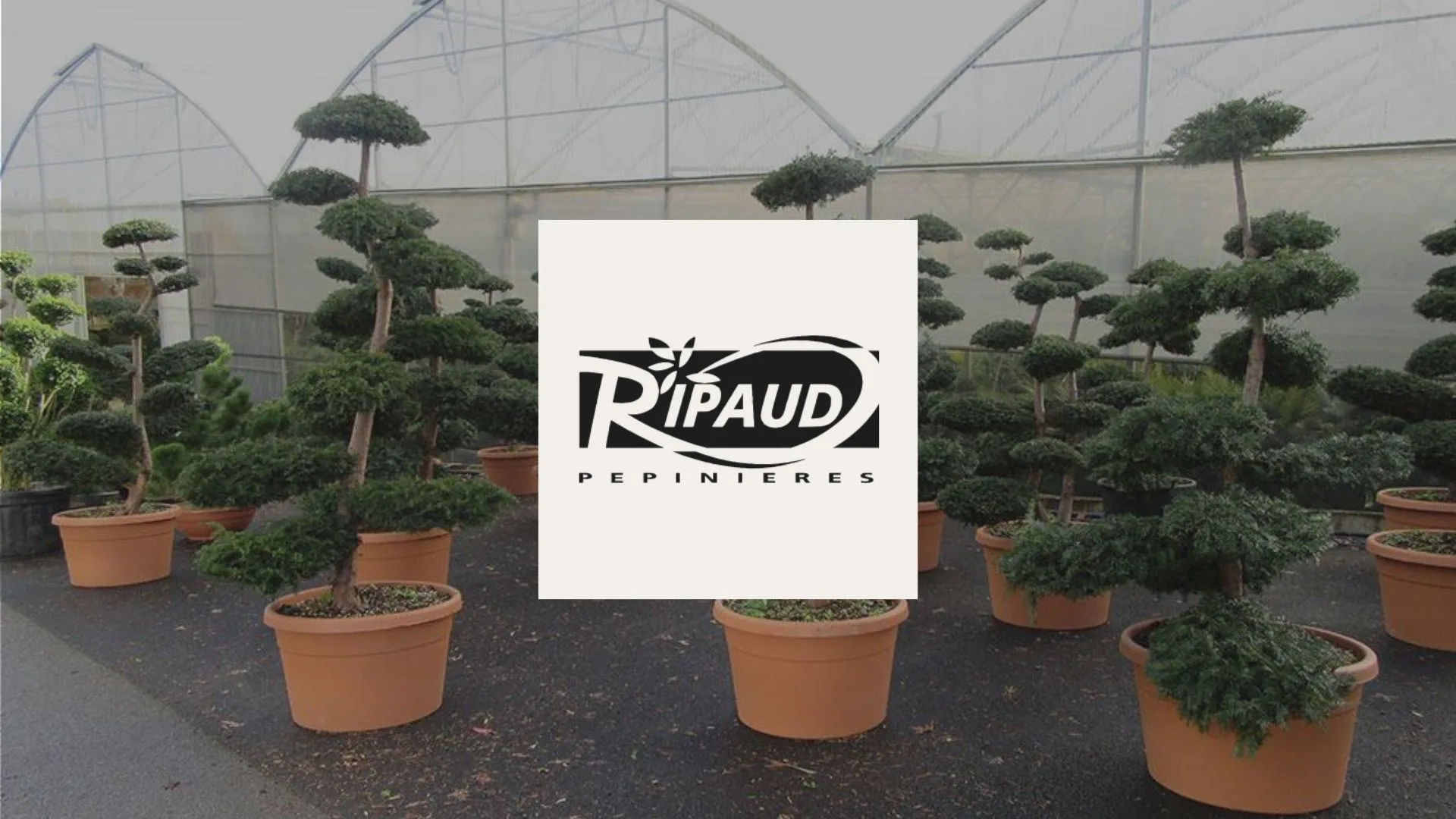 page-partenaire-pepinieres-ripaud