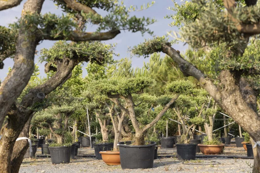 vegetaux en pepinière aménagement jardin
