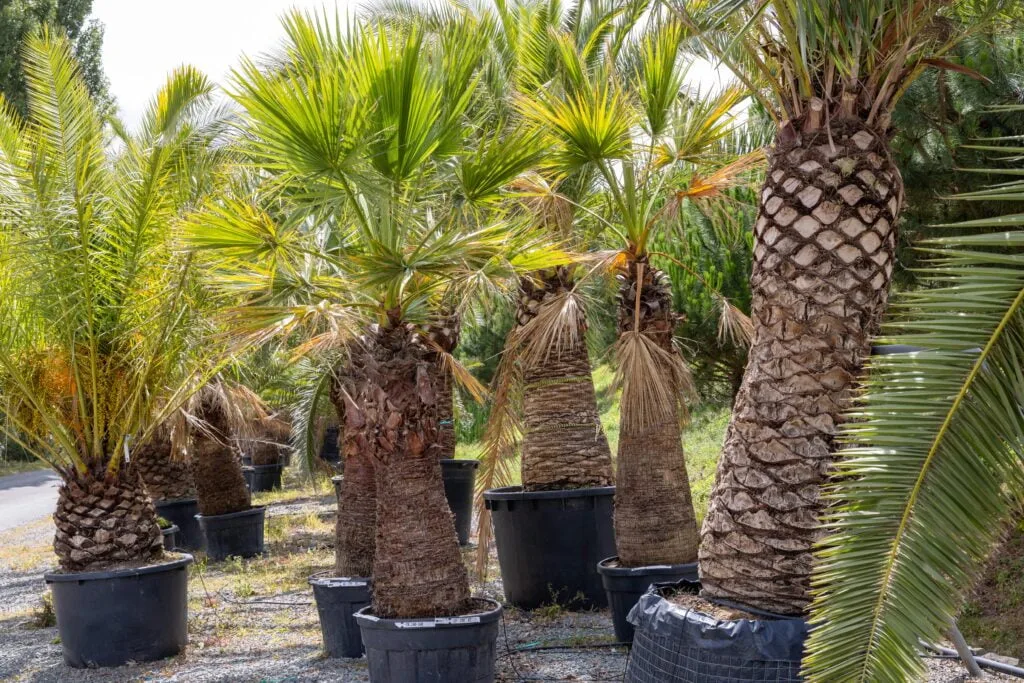 palmiers pour aménagement jardin