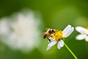 architecte-paysagiste-biodiversite