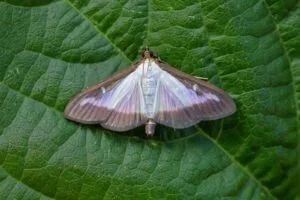 une photo du papillon à sa taille adulte
