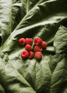photo de plante pour favoriser la biodiversité