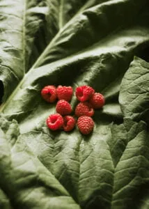 photo de plante pour favoriser la biodiversité