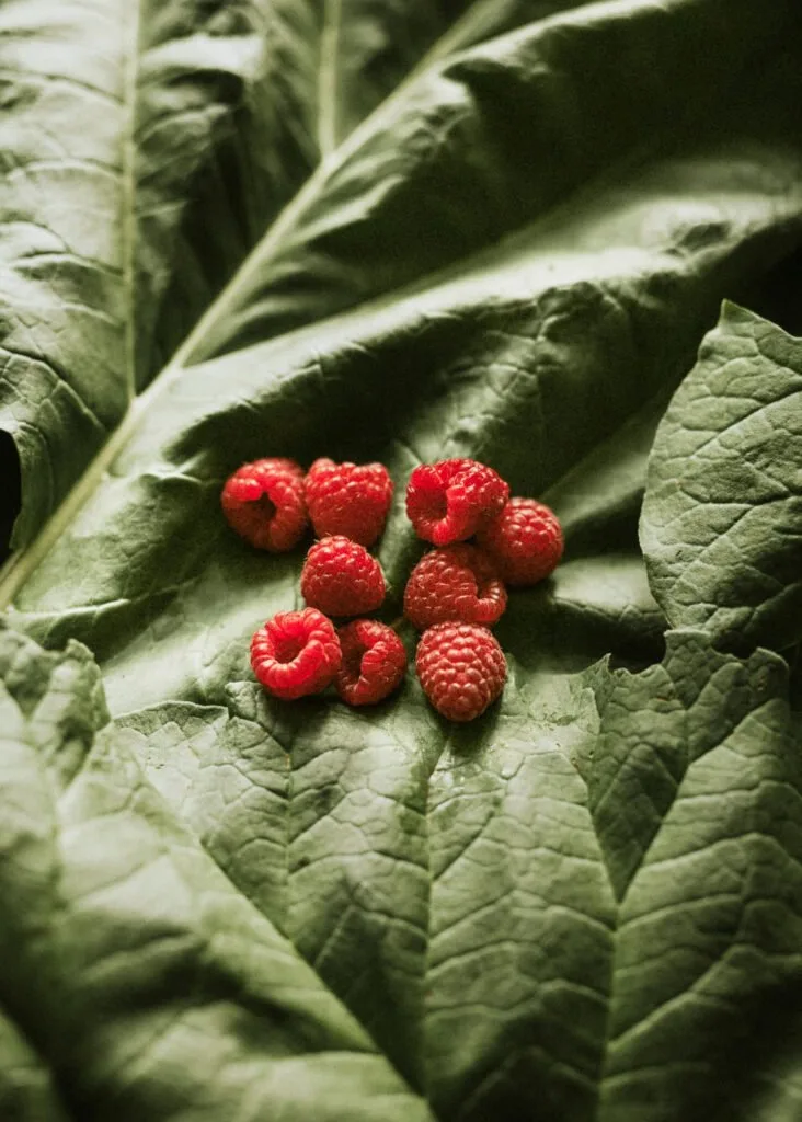 photo de plante pour favoriser la biodiversité