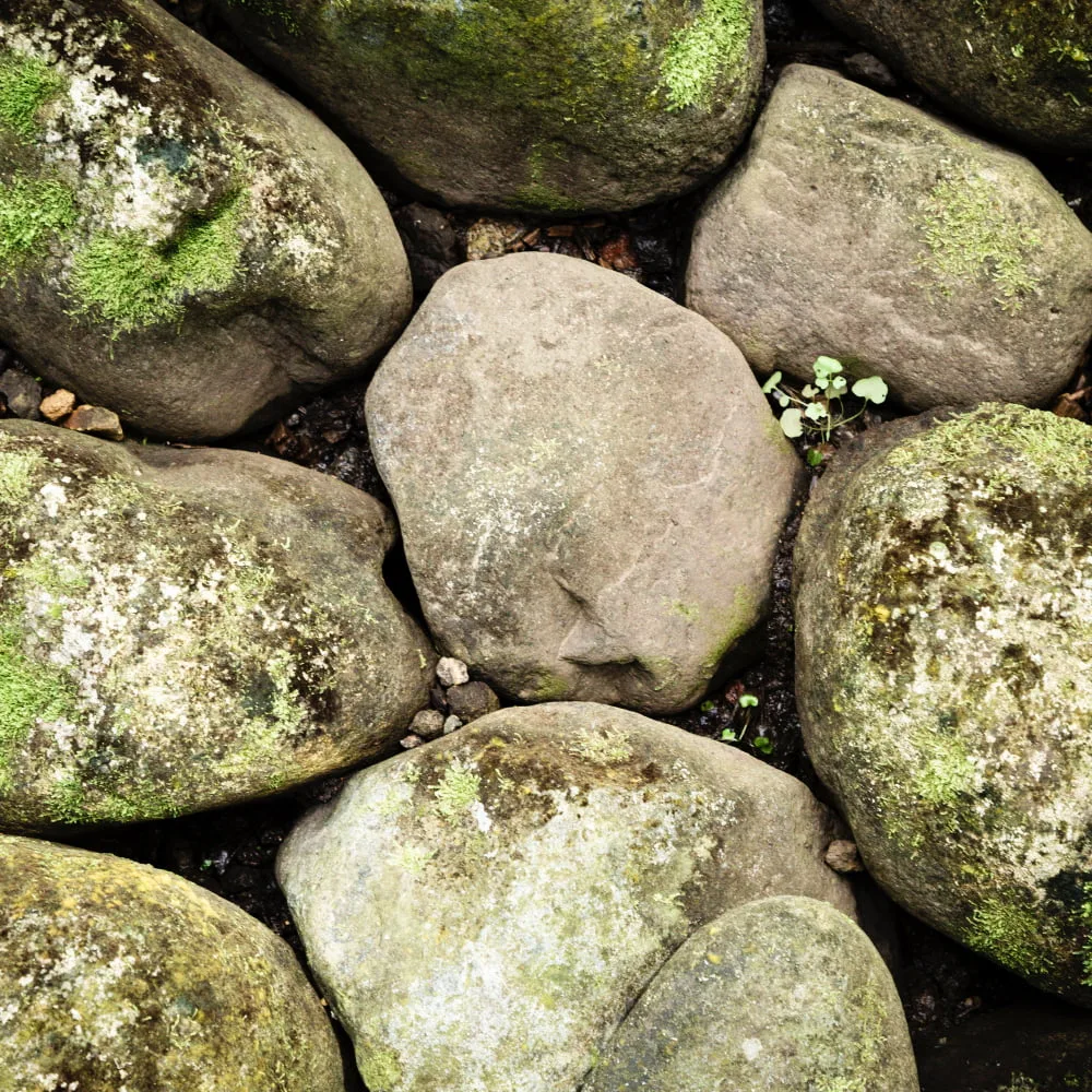 photo de plante qui se trouvent près de rochers pour favoriser la biodiversité