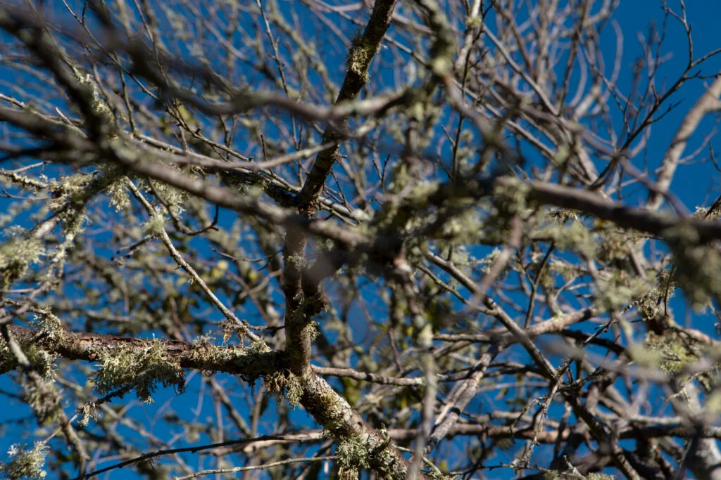 photo d'arbres dans les bois pour article de blog