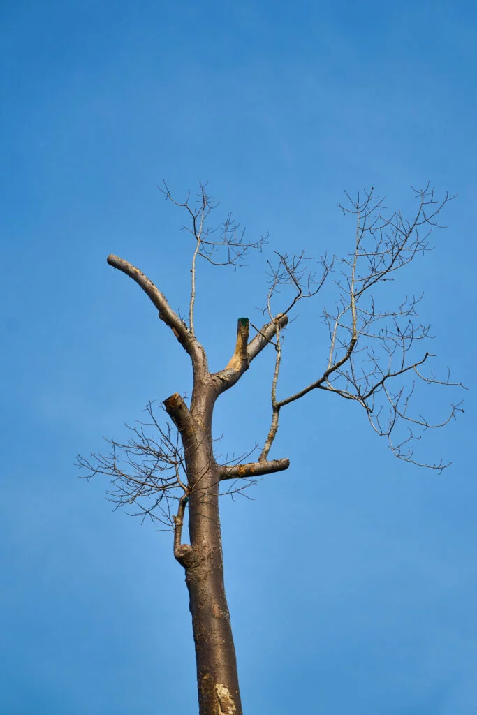 photo d'un arbre dans les bois