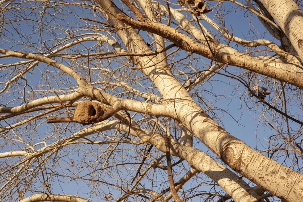 arbre dans les bois