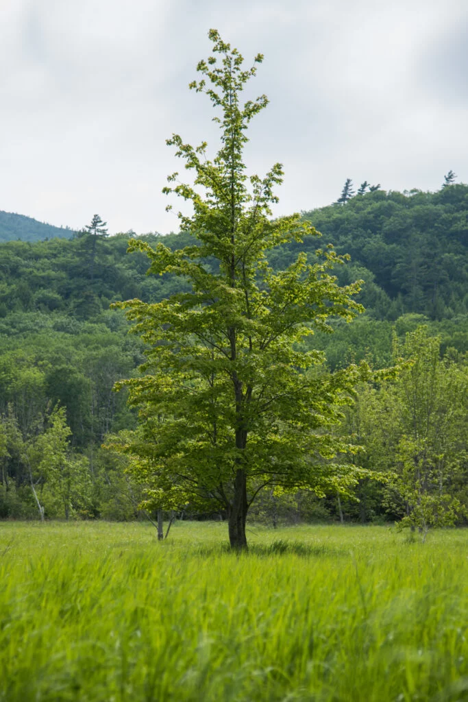 photo d'un arbre dans les bois