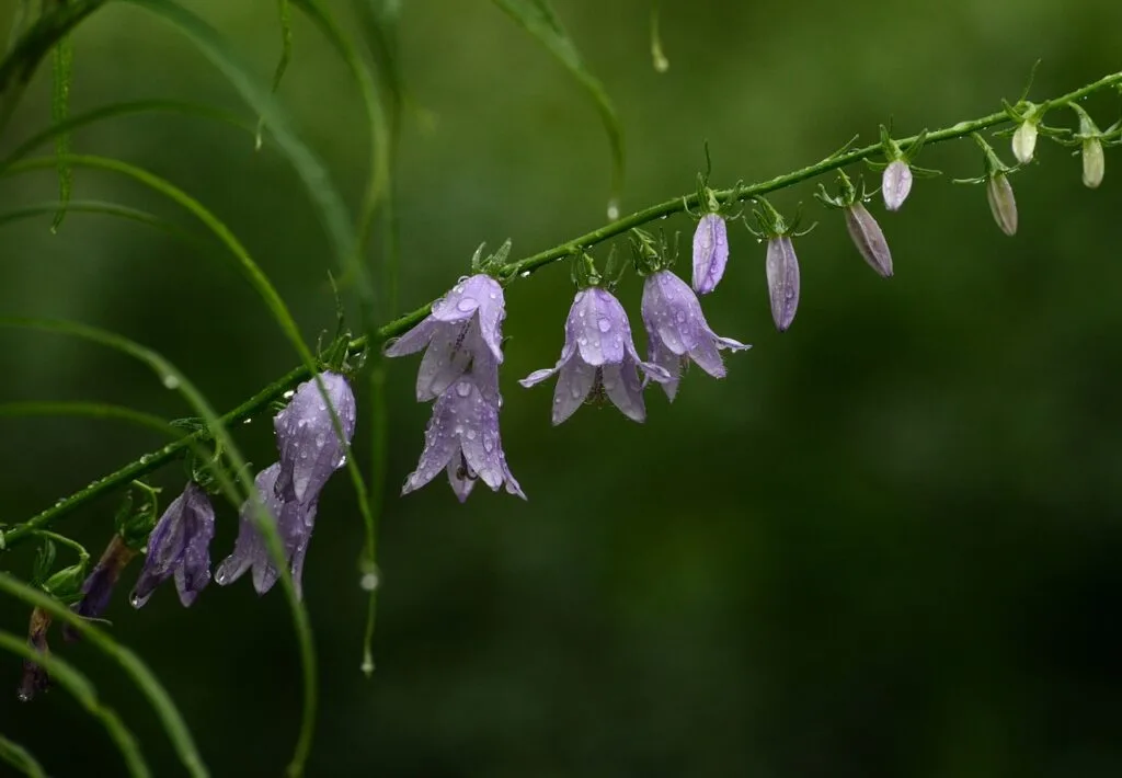 Photo d'une fleur qui peut être mis dans un bosquet