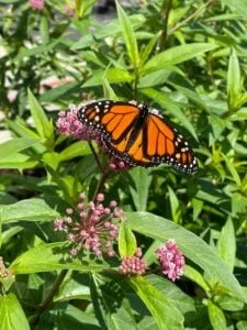 photo d'un papillon sur une plante