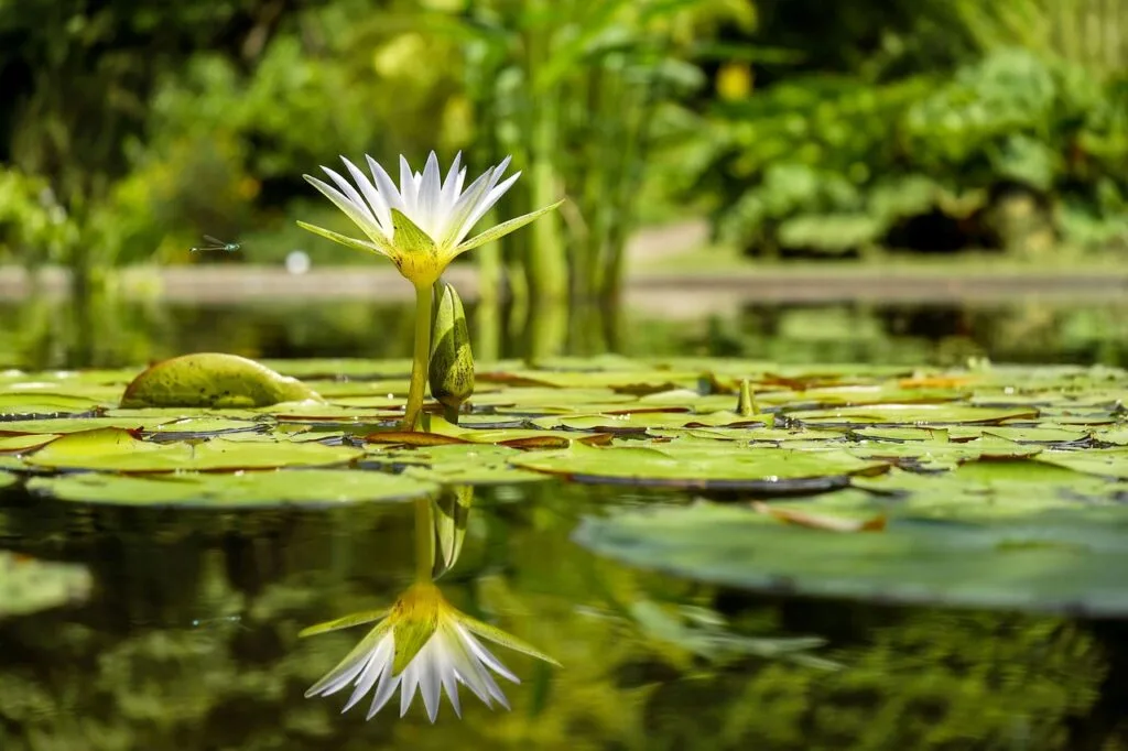 biodiversite-plantes-vegetaux