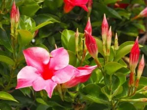 fleur dipladénia à planter en été à Paris