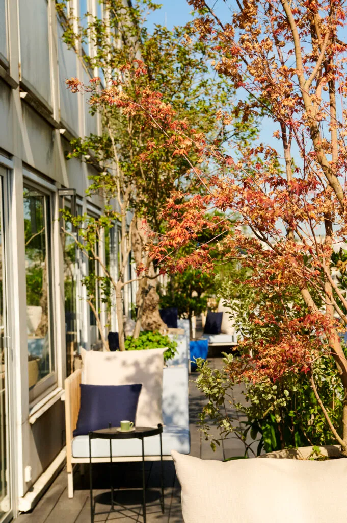 Photo de végétaux dans un pot sur une terrasse à Paris