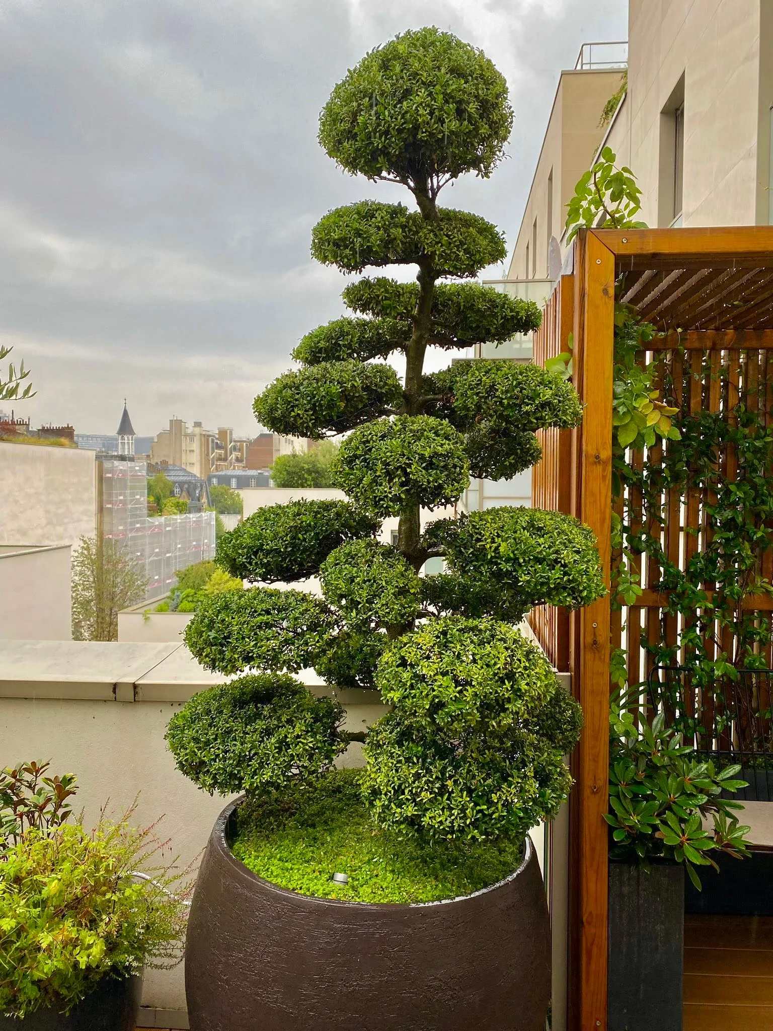 photo d'un arbre boule qui à été taillé par Terrasse et Jardin de Paris Entretien et service