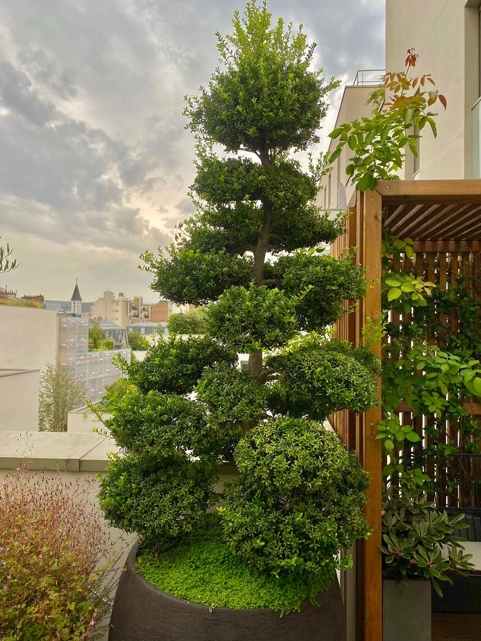 photo d'un arbre boule avant la taille