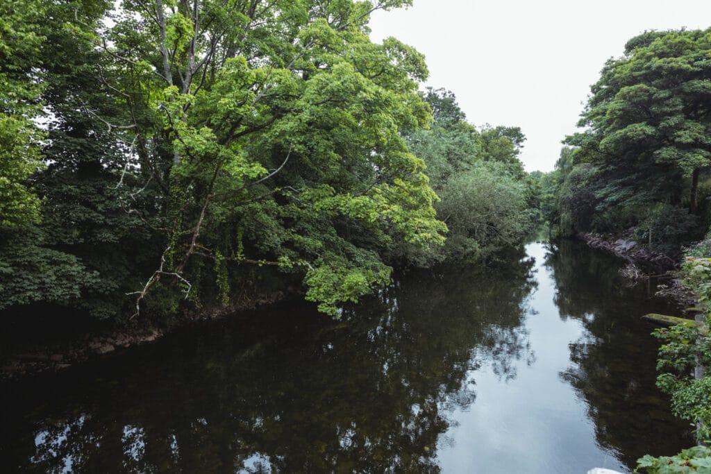 Photo d'arbres et plantes au bord d'une rivière