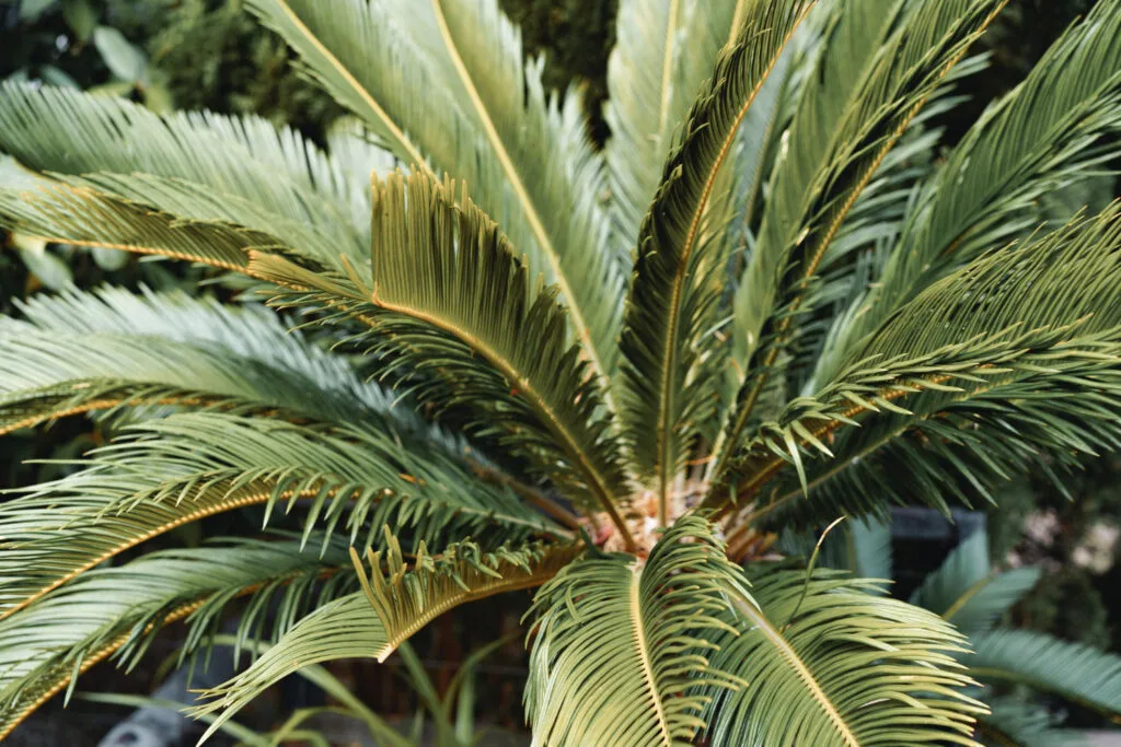 photo d'un palmier qui absorbe l'humidité dans un jardin