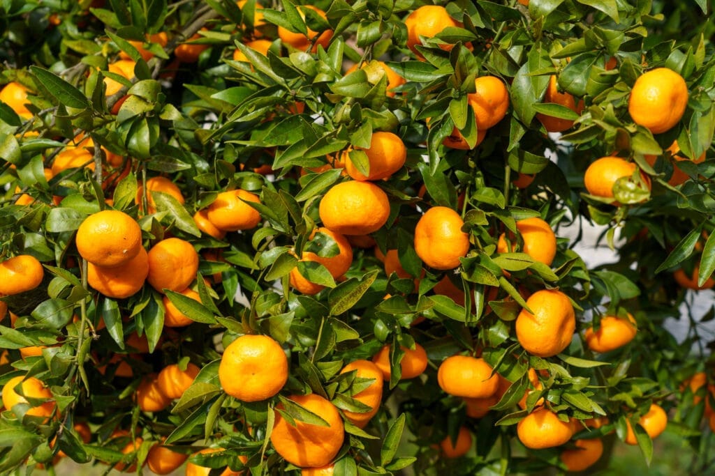clémentines dans un jardin, conseils pour bien hiverner son jardin