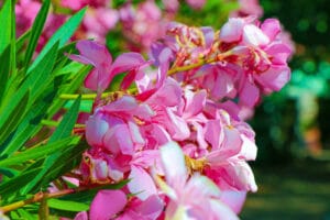 photo de fleurs dans un jardin
