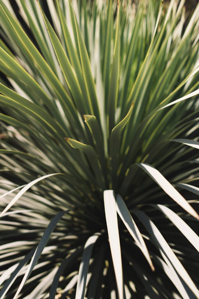 photo d'une aloe vera dans un jardin