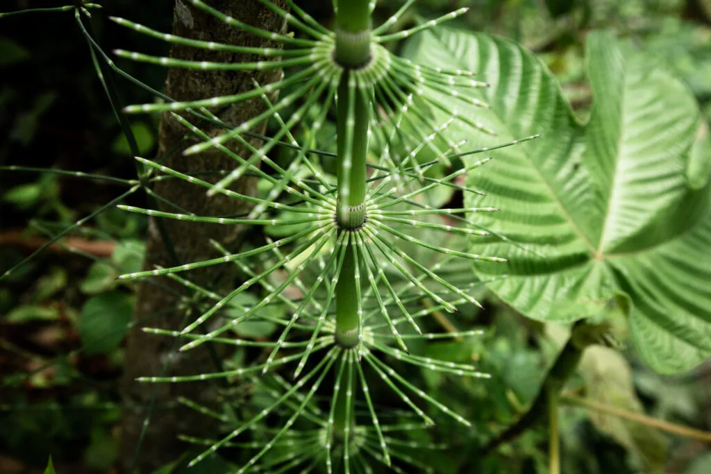 photo d'une plante utilisé par les paysagistes pour absorber l'humidité