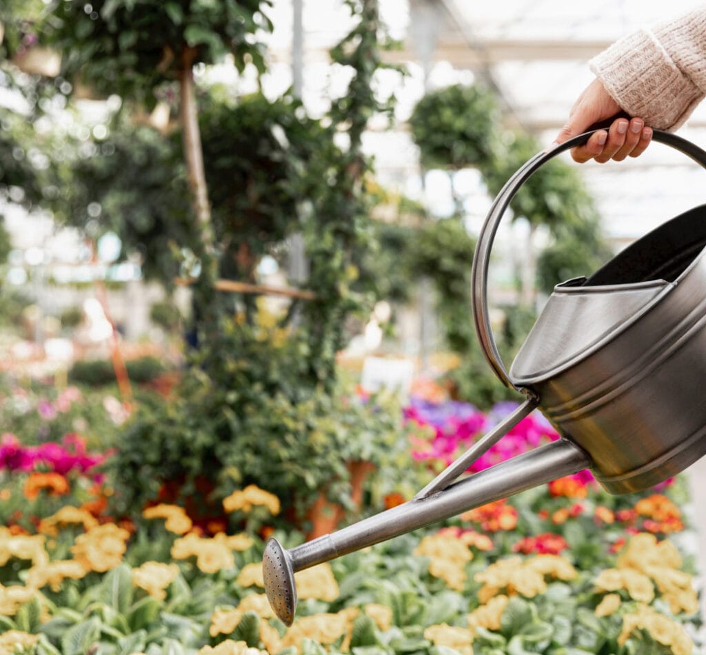 photo d'un arrosoir qui arrose des végétaux dans un jardin en hiver