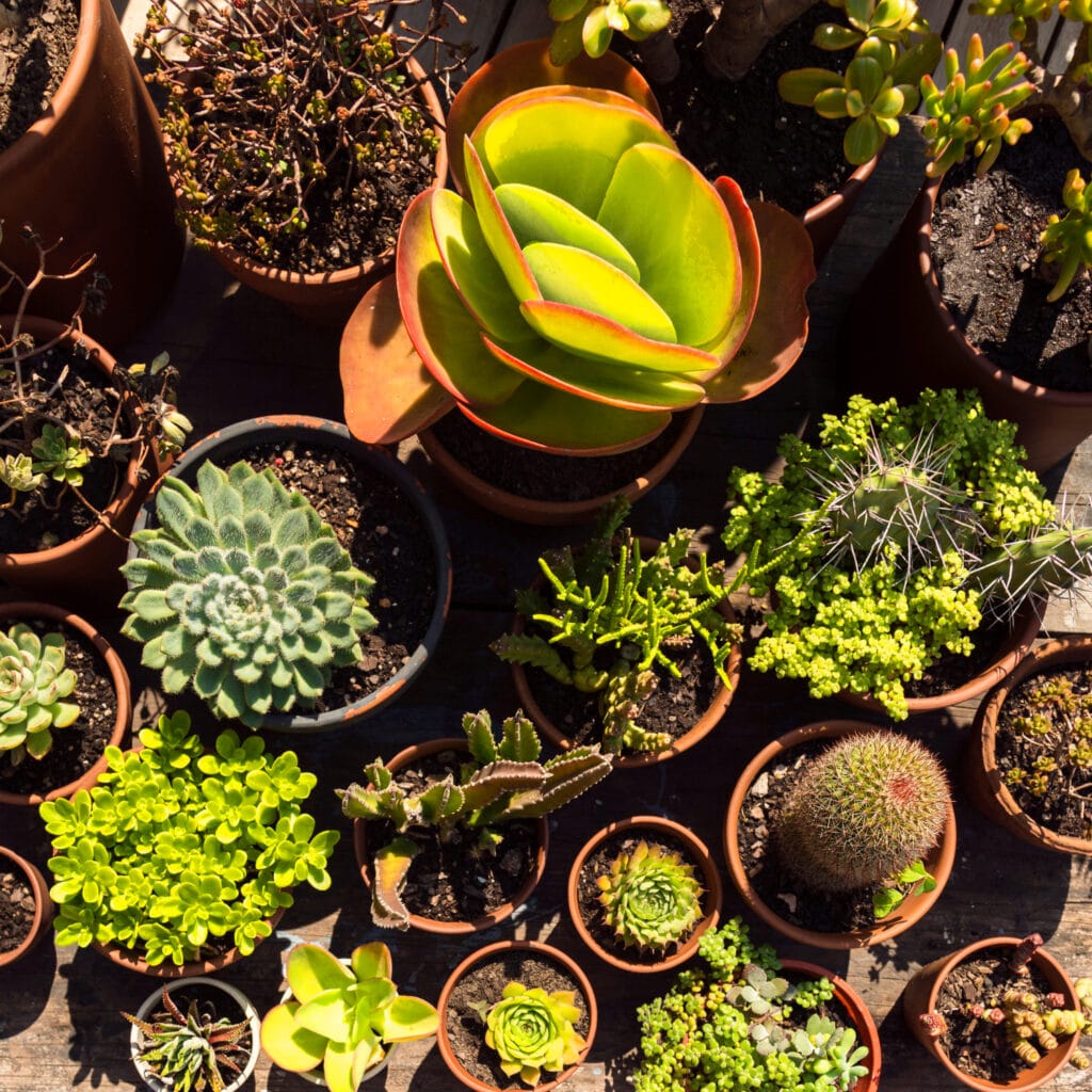photo de plantes en pot pour bien hiverner son jardin