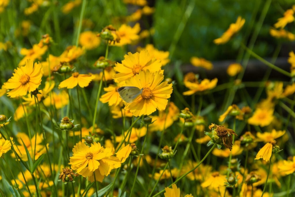 photo de fleurs jaune dans un jardin qui résistent aux inondations