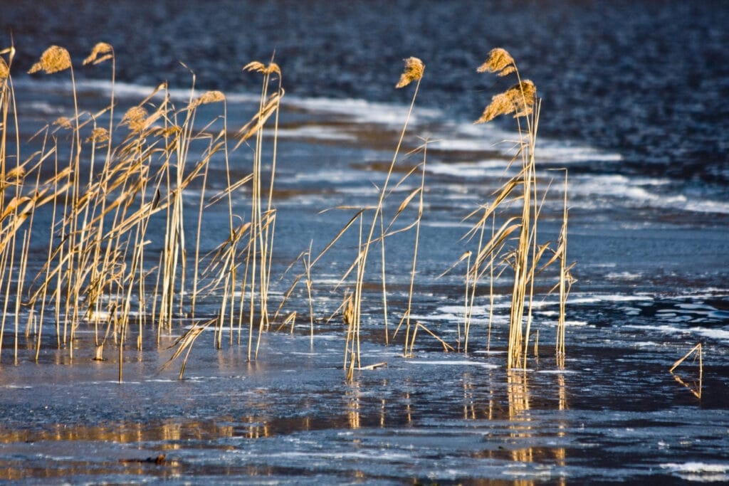 Photo de plantes résistantes aux inondations