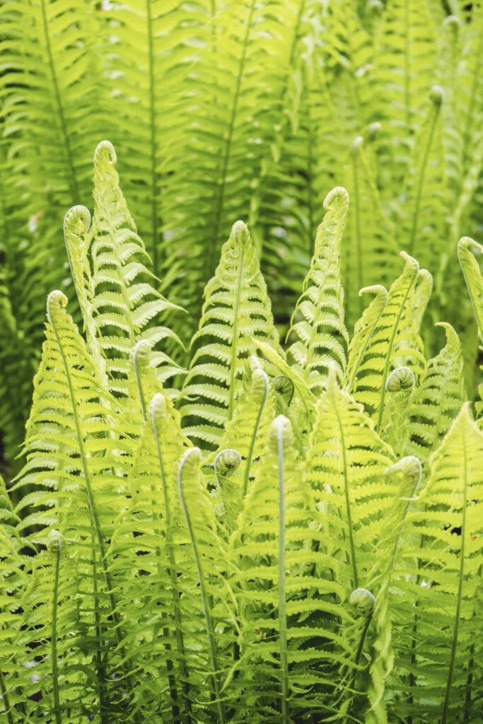 plantes d'intérieur qui absorbent l'humidité