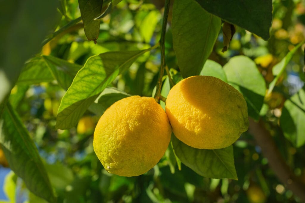 photo de citron pour illustrer comment bien hiverner son jardin