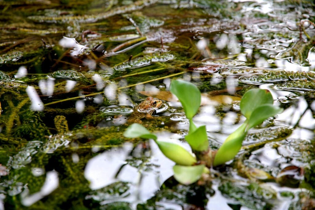 Photo d'un sol inondé avec des plantes