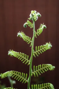 photo d'une plante en intérieur qui absorbe l'humidité
